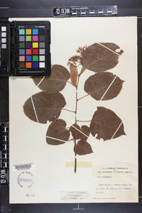 Tilia heterophylla image