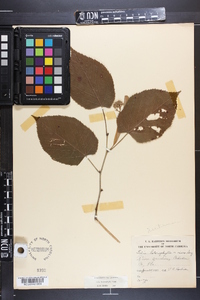 Tilia heterophylla image