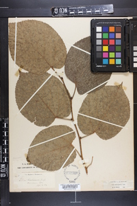 Tilia heterophylla image