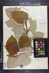 Tilia heterophylla image