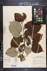 Tilia heterophylla image