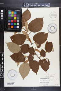 Tilia heterophylla image