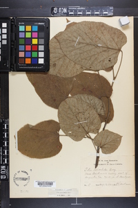 Tilia heterophylla image