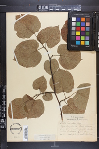 Tilia heterophylla image