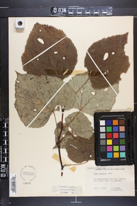 Tilia heterophylla image