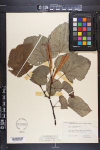 Tilia heterophylla image