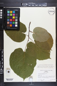 Tilia heterophylla image