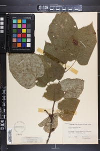 Tilia heterophylla image