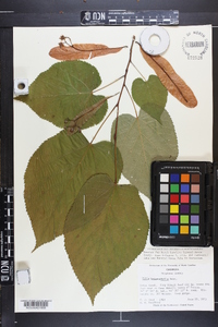 Tilia heterophylla image