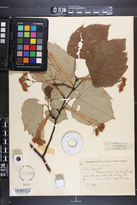 Tilia heterophylla image