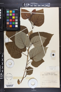 Tilia heterophylla image