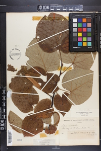 Tilia heterophylla image