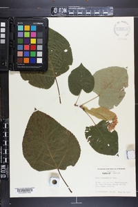 Tilia heterophylla image