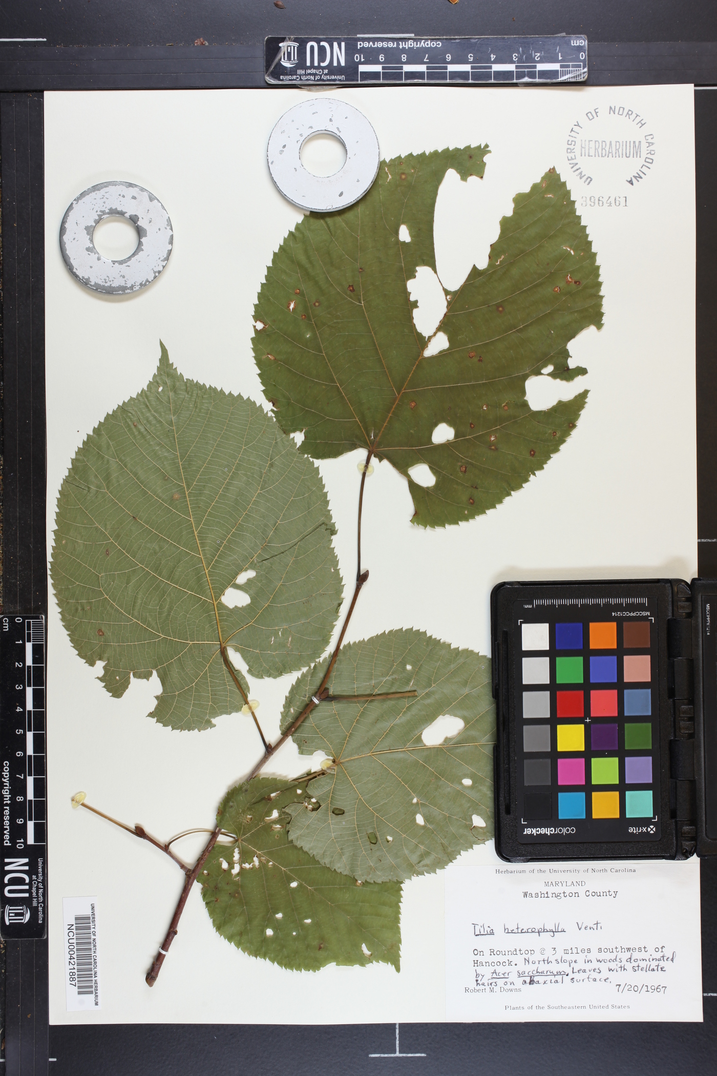 Tilia heterophylla image