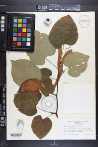 Tilia heterophylla image