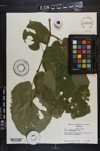 Tilia heterophylla image