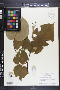 Tilia heterophylla image