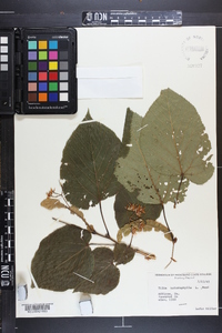 Tilia heterophylla image