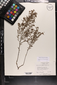 Crocanthemum rosmarinifolium image