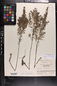 Crocanthemum rosmarinifolium image