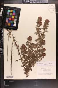 Lespedeza stuevei image