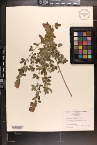 Lespedeza stuevei image