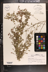 Lespedeza violacea image