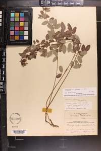 Lespedeza violacea image