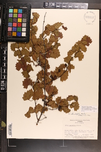 Vitis rotundifolia image