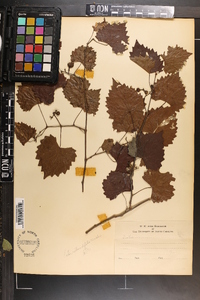 Vitis rotundifolia image