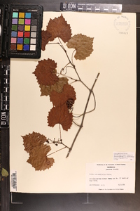 Vitis rotundifolia image