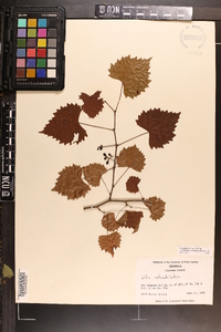 Vitis rotundifolia image