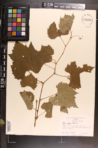 Vitis riparia image