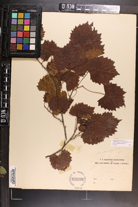 Vitis rotundifolia image