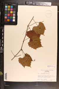 Vitis rotundifolia image