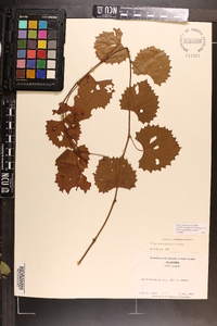 Vitis rotundifolia image