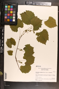 Vitis rotundifolia image