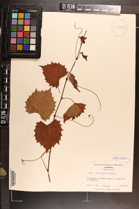 Vitis rotundifolia image