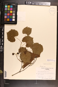 Vitis rotundifolia image