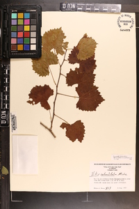 Vitis rotundifolia image