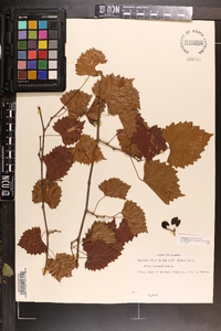 Vitis rotundifolia image