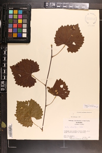 Vitis rotundifolia image