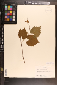 Vitis rotundifolia image