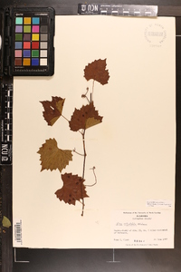 Vitis rotundifolia image