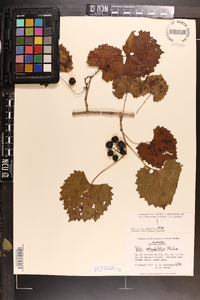 Vitis rotundifolia image