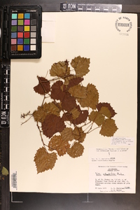 Vitis rotundifolia image