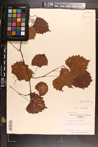 Vitis rotundifolia image