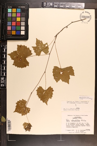 Vitis rotundifolia image