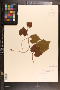 Vitis rotundifolia image