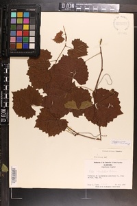 Vitis rotundifolia image